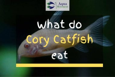 What do Cory Catfish eat?