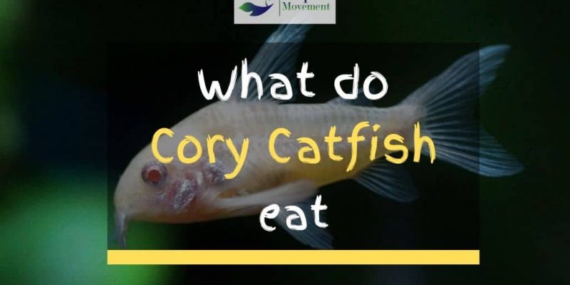 What do Cory Catfish eat?