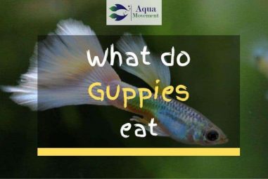What Do Guppies Eat? – Guppy Feeding Guide
