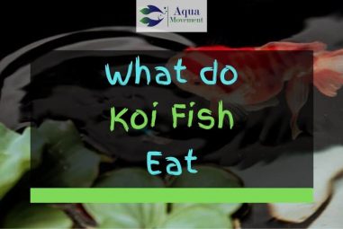 What Do Koi Fish Eat?  (Koi Fish Feeding Tips)