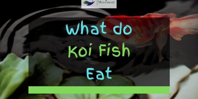 What Do Koi Fish Eat?  (Koi Fish Feeding Tips)
