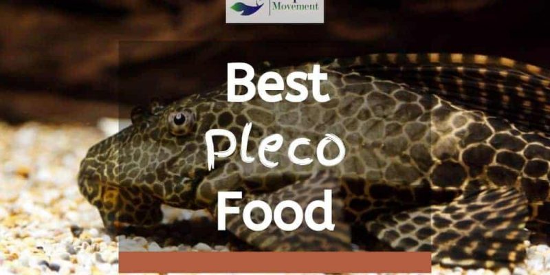 What do Plecos eat? Best Food for Pleco Fish Reviewed