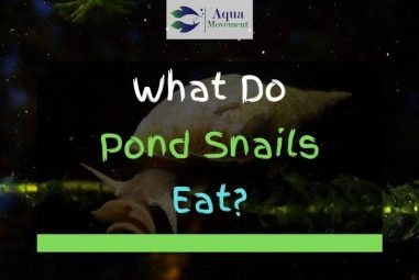 What Do Pond Snails Eat?