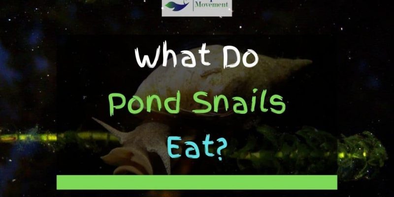 What Do Pond Snails Eat?