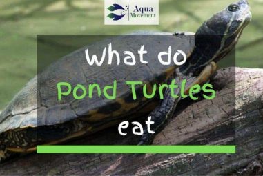 What Do Pond Turtles Eat? – A Feeding Guide