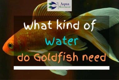 What Kind of Water do Goldfish need?