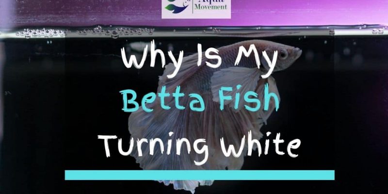 3 Reasons Why Your Betta Fish is Turning White or Losing Color